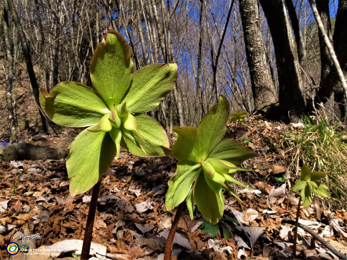 12 Helleborus viridis (Elleboro verde) sul sent. 594A.JPG